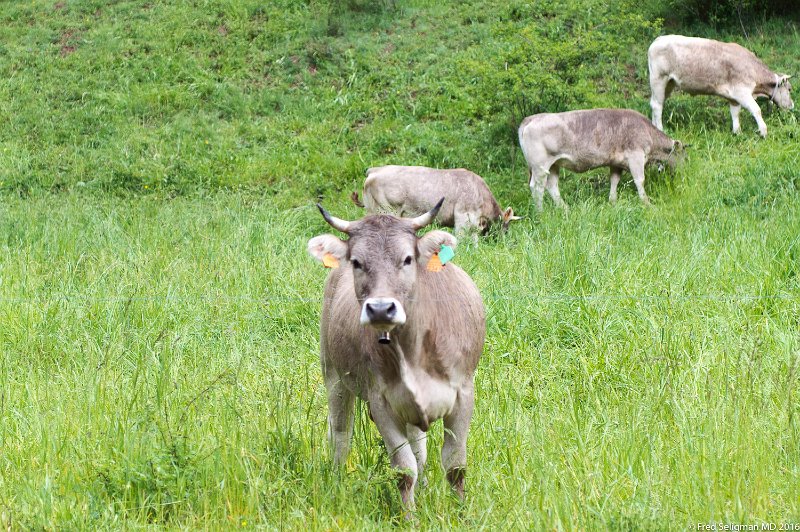 20160530_155332 D4S.jpg - Cows on the roadside, 'province' of Catalonia